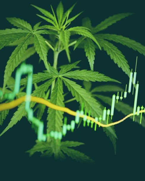 Best 5 Marijuana Etfs To Invest In 2022 For High Profit 