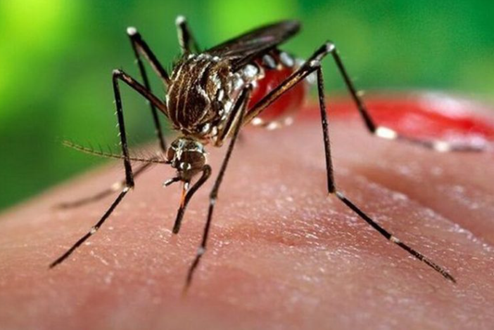 “चिकनगुनिया वैक्सीन: नवीनतम अविष्कार के साथ मच्छरों से होने वाली खतरनाक बीमारी के खिलाफ एक आशा की किरण”2023